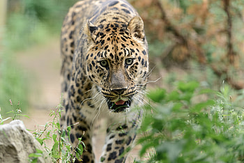Animals, Leopard, Predator, Big Cat, Stroll HD wallpaper