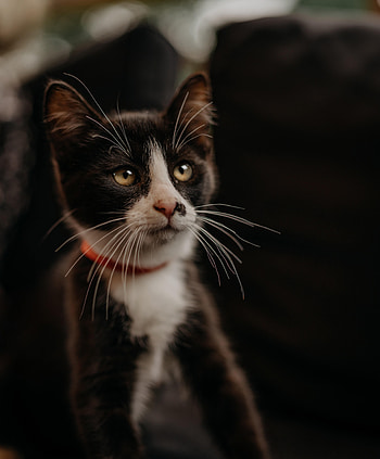 Animals, Cat, Muzzle, Pet, Sight, Opinion, Collar HD phone wallpaper