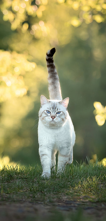 Sunlit Stride — Cat , Animal, cat HD phone wallpaper