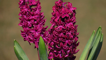Vibrant hyacinth, Colorful blossom, Nature's gift, Petal perfection HD wallpaper