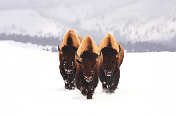 Bison, animals, winter, furry animals HD wallpaper