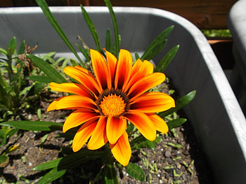 PRETTY GAZANIA FLOWER, FLOWER, PRETTY, GAZANIA HD wallpaper