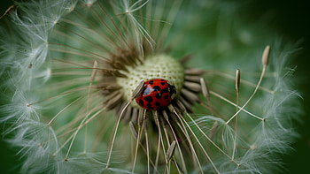 Macro, Insect, Ladybug, Ladybird, Dandelion HD wallpaper