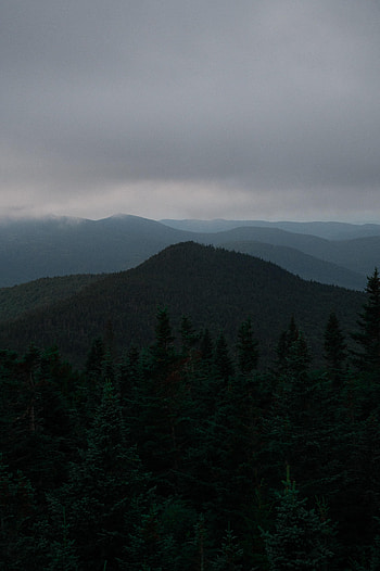 Nature, Trees, Forest, Fog, Spruce, Fir, Hills HD phone wallpaper