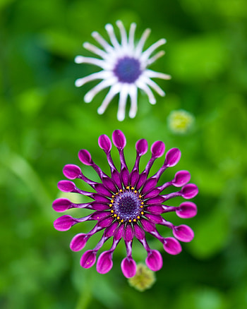 Violet, Flower, Macro, Purple, Gerbera, Swirl, Turbulence HD phone wallpaper