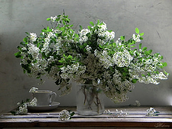 ღ, Flowers, While, Vase, Spring HD wallpaper