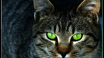 Green Eyes, green eyed cats, striped cats, animals, pets, cats, kittens HD wallpaper