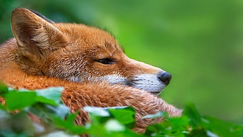 Animals, Grass, Fox, Muzzle, Hunting, Hunt HD wallpaper