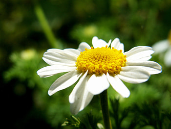Camomile, Flower, Macro, Petals, Chamomile HD wallpaper