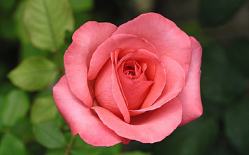 ROSE, PETALS, LEAVES, COLORS, STEMS HD wallpaper