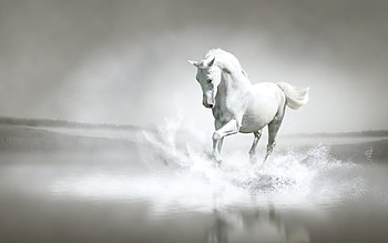 Animals, Horses HD wallpaper