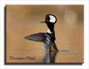 Hooded-Merganser--Male, white, duck, black, graphy, ducks, reflection, animals, water, male HD wallpaper