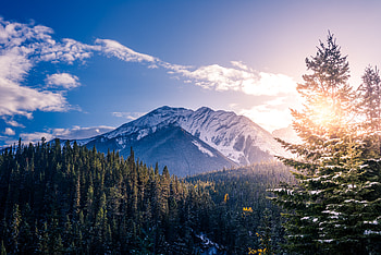 Pine Trees , mountains, trees, nature HD wallpaper