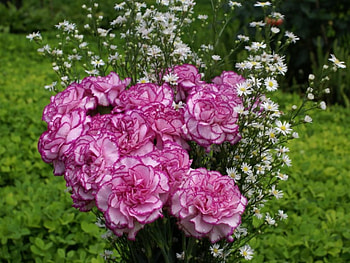 Lilac carnation, flowers, carnation HD wallpaper