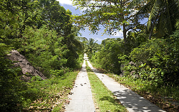 A Unknown Way, tropical, green, road, beautiful, nature, serene, forest HD wallpaper