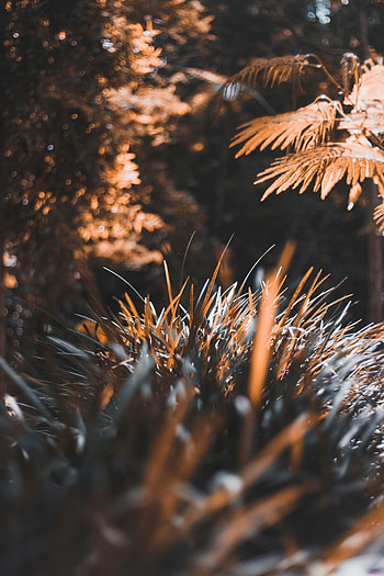 Grass, Leaves, Plant, Macro, Blur, Smooth HD phone wallpaper