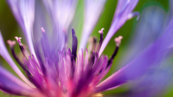 Purple Flower, purple, flowers HD wallpaper
