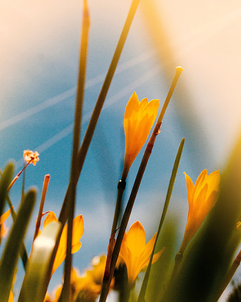 Flowers, Macro, Bloom, Flowering, Saffron HD phone wallpaper