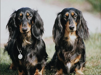 Two dogs, dog, animal, puppy, pet HD wallpaper