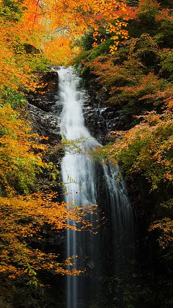 fall, nature, waterfall HD phone wallpaper