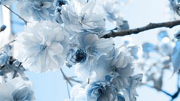 Plants, Flowers HD wallpaper