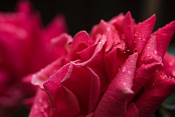Flowers, Drops, Rose Flower, Rose, Petals HD wallpaper
