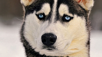 Animals, Dog, Muzzle, Sight, Opinion, Husky, Haska HD wallpaper