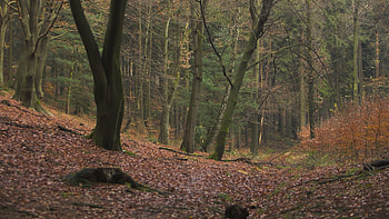 Nature, Trees, Leaves, Forest, Backwoods, Boondocks HD wallpaper