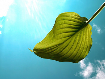 leaf curl , leaf, curl HD wallpaper