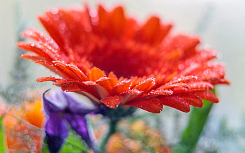 Drops, Flower, Macro, Gerbera HD wallpaper