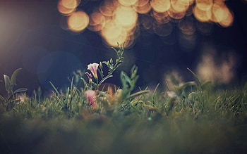 Grass, Macro, Shine, Light, Blur, Smooth, Field, Bokeh, Boquet HD wallpaper