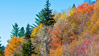 Colorful Trees, colorful, trees, nature HD wallpaper
