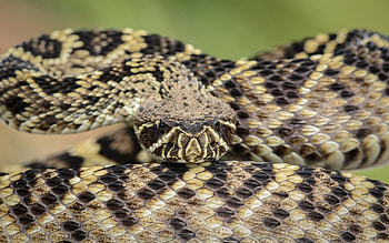 Eastern diamondback rattlesnake, , Wildlife-inspired design, Serpent motif HD wallpaper