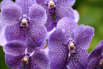 Purple Love, purple, amazing, love, flower HD wallpaper