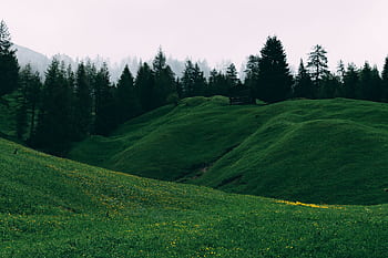 A serene landscape of vibrant green hills with a lone cabin amidst tall trees and rich sky. HD wallpaper