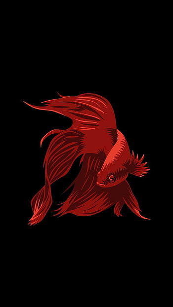 Black fish , Dark and mysterious, Underwater obsidian beauty, Aquatic allure HD phone wallpaper