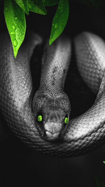 Snake scaled, Venomous serpents, Reptile beauty, Snake's natural habitat HD phone wallpaper