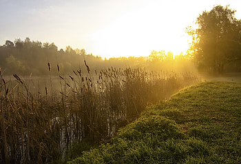 Nature, Dawn, Lake, Wood, Tree, Fog, Morning, Reeds HD wallpaper