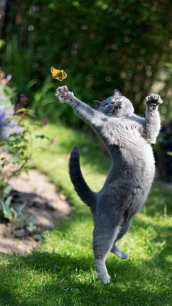 Funny, Cat, Funny Cat HD phone wallpaper
