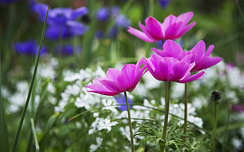 Beautiful wild flowers, purple, nature, wild, flower HD wallpaper