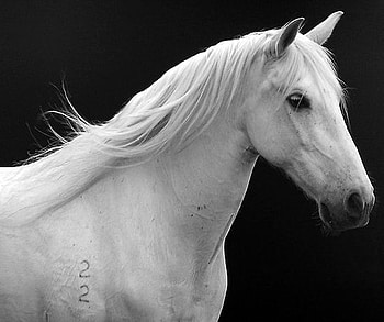 Smart Lady, spanish, andalusian, horses, qhite HD wallpaper