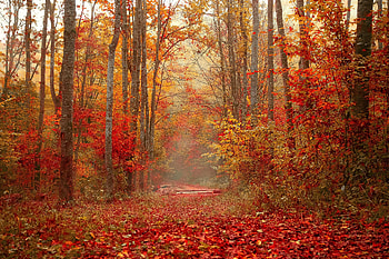 Trees, Nature, Autumn, Forest, Foliage, Colourful, Colorful HD wallpaper
