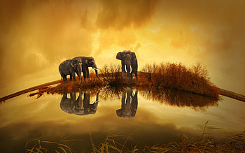 Elephants Thailand, elephants, animals, thailand HD wallpaper