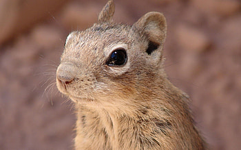 Animals, Rodent, Face, Chipmunk, Gopher HD wallpaper