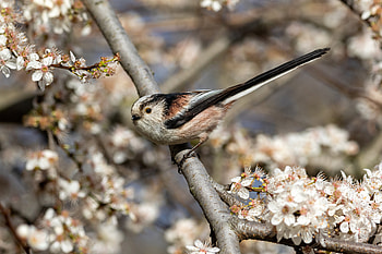 Long-tailed tit in a blossoming cherry-plum, long-tailed tit, Animal, titmouse HD wallpaper