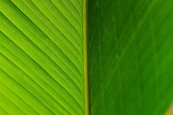 Detailed macro shot showcasing the vivid texture of a green leaf, highlighting its natural beauty. HD wallpaper