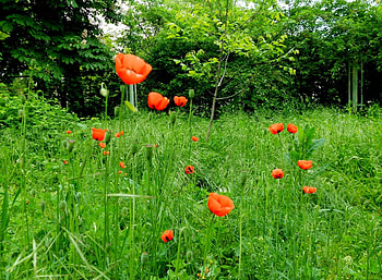 Flowers, Trees, Grass, Poppies, Summer, Greens, Sunny HD wallpaper