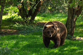 Animals, Grass, Bear, Predator, Animal HD wallpaper