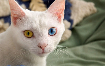 Animals, Light, Cat, Light Coloured, Color, Heterochromia, Different Eyes HD wallpaper