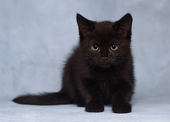 Kitten, pisica, animal, black, eyes, cute, cat HD wallpaper